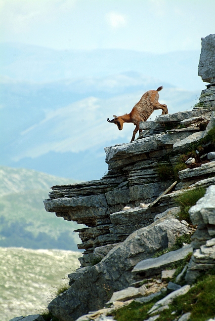 Camoscio d''Abruzzo Rupicapra pyrenaica ornata